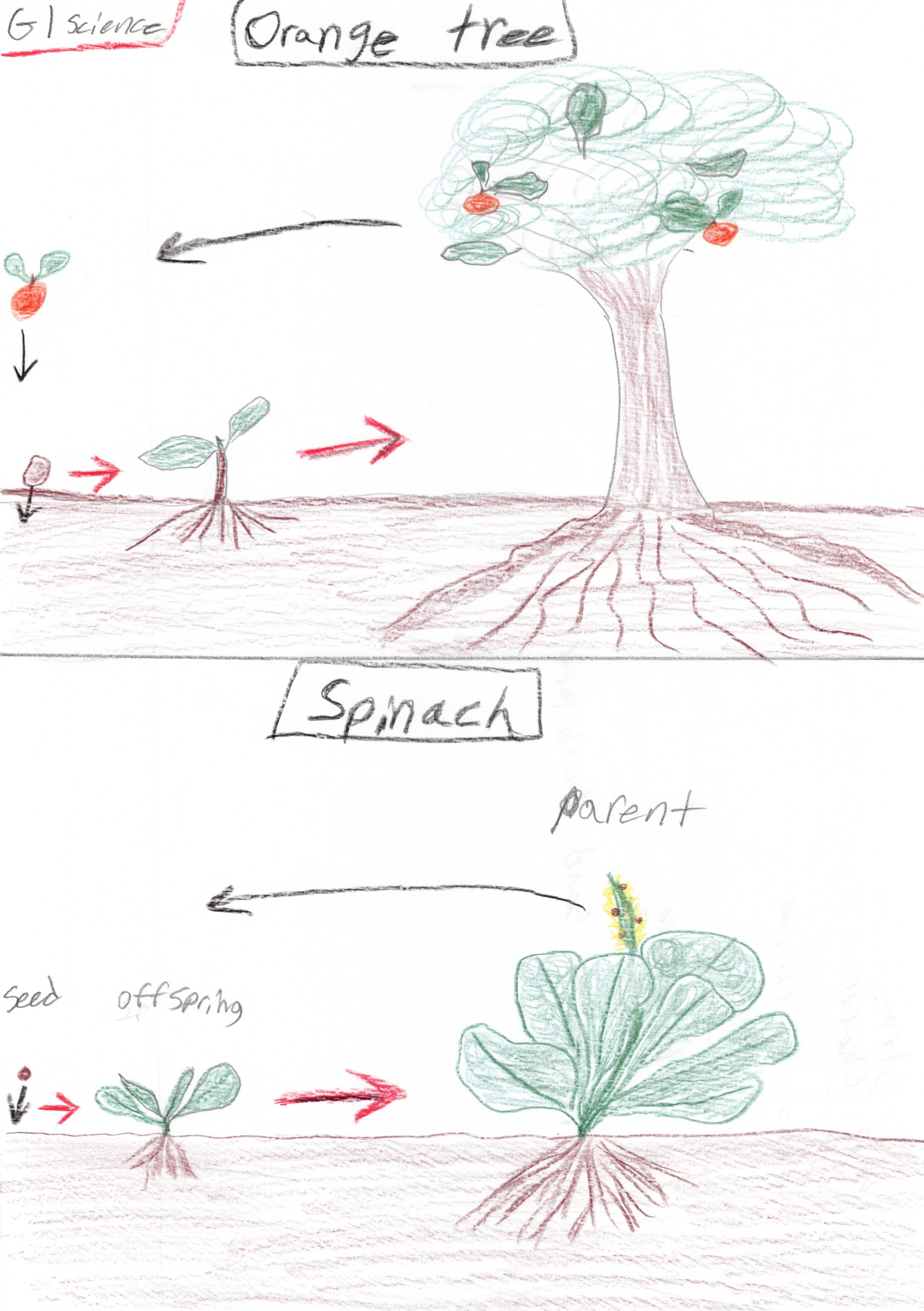 Life Cycle